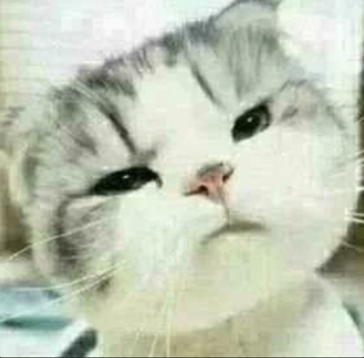 Confused Cat